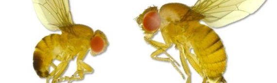 Integrated Strategies for Management of Spotted Wing Drosophila in Organic Small Fruit Production