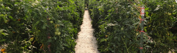 High Tunnel vs. Field Grown Tomato Culture